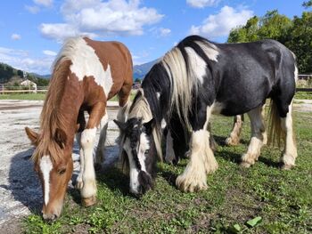 Ganz tolle Pferde, Ponys und Fohlen