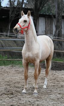 Jeune entier Cruzado OC (Origines connues) PRE PSL, Arcangelo , Pferd kaufen, Châteaurenard
