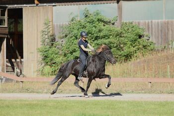 Cooler Fünfgänger zu verkaufen 💫, Tanja, Horses For Sale, Großhansdorf 