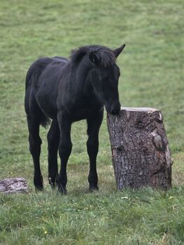 Gechilltes Noriker Hengstfohlen, Ingrid Wind , Pferd kaufen, Krakau 