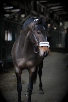 **Gehobenes Freizeitpferd, Dressurpferd, braune Stute, 8 Jahre **, Caroline , Pferd kaufen, Wetter