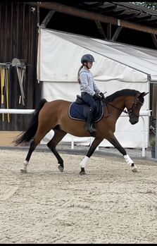 Gehobenes Freizeitpony, Amsler , Pferd kaufen, Thun