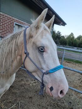 Knotenhalfter Cob, Knotenhalfter , Anna, Halters, Duisburg