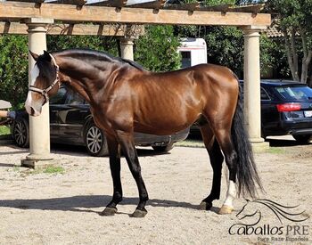 Gekörter PRE Hengst -ca. 1.68 m - toller Partner für Gelände - Freizeit oder für die Zucht, Thomas Adams (Caballos PRE), Pferd kaufen, Bell