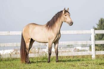 Gekörter  PRE Hengst, ISPA - Iberische Sportpferde Agentur, Horses For Sale, Bedburg