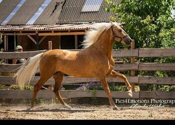 Gekörter PRE Palomino, ISPA - Iberische Sportpferde Agentur, Konie na sprzedaż, Bedburg