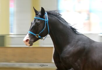 Gekörter Shagya Araber Hengst abst.von 211 Sirio x Gazal-4, Pferdevermittlung Leus (Pferdevermittlung Leus ), Pferd kaufen, Limburg an der Lahn