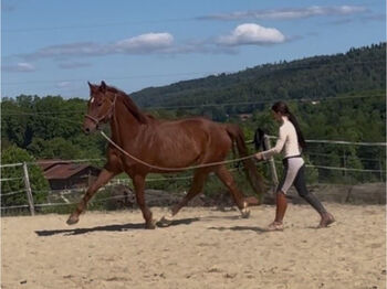 Wallach Beisteller Hannoveraner Warmblut 14 Jahre