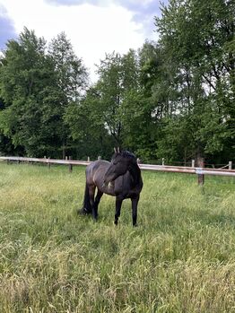 Wallach Freizeitpferd