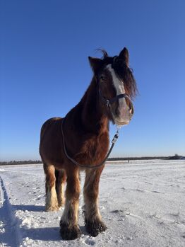 Wallach sucht neues zu Hause, Melissa, Horses For Sale, Leipzig