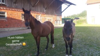 Wallach gesucht Einstellplatz frei, Sabine, Horse Stables, Vilsbiburg