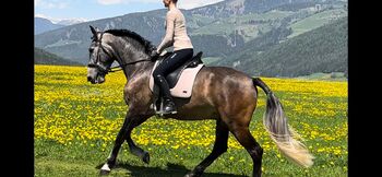Gelungener 5-jähriger Lusitano-Mix, Sabine Mair, Horses For Sale, Olang (Südtirol)