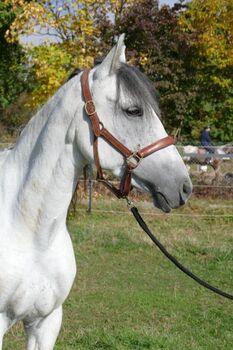 motivierte Stute, Kronwitter Petra , Horses For Sale, Mainbernheim