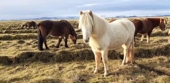 Sanfter Charakter mit viel Tölt, Islandpferde-aus-Island, Horses For Sale, Südisland