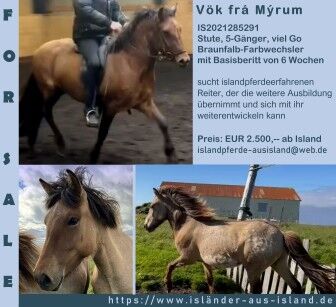 Sanftes Stütchen sucht Reiter ohne Druck, Islandpferde-aus-Island, Horses For Sale, Südisland