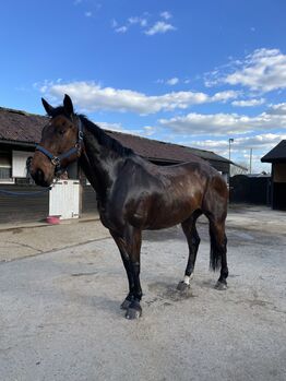 Gentle Giant, Alessia Vrs, Horses For Sale, Bexley