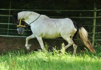 Gerittene Isländer Scheckstute zum weiter Ausbilden und Fördern