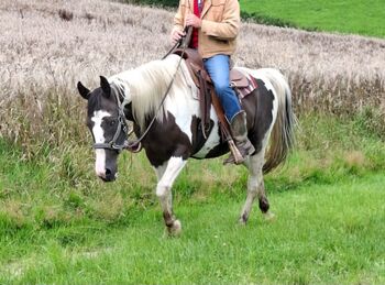 Reserviert! Verlässliches liebes Freizeitpferd