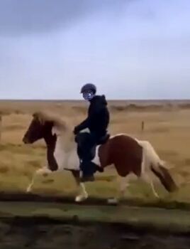 Geritten und bereit fürs Turnier, Islandpferde-aus-Island, Pferd kaufen, Südisland