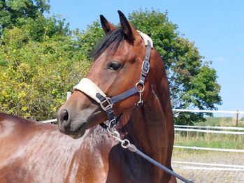 Dt. Pferd - 2jähriger Junghengst - Zoomaton x Quarterback, Barbara Würtz, Horses For Sale, Naila OT Culmitz