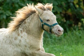 Dt. Partbred-Shetlandpony, Elitefohlen, Champagne-Tigerschecke