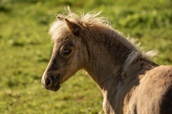 Dt.Partbred Shetlandpony/Shetty HF , Silber- Tigerschecke m.P., Nicole Prignitz , Horses For Sale, Groß Molzahn 
