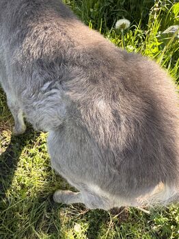 Dt.Partbred Shetlandpony/Shetty HF , Silber- Tigerschecke m.P.