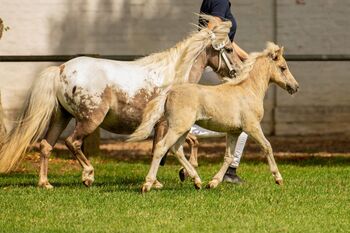 Dt.Partbred Shetlandpony/Shetty HF , Silber- Tigerschecke m.P.