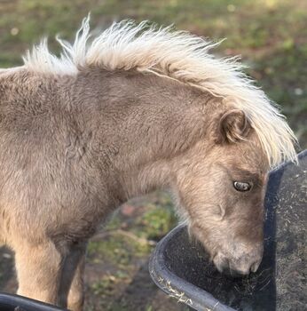 Dt.Partbred Shetlandpony/Shetty HF , Silber- Tigerschecke m.P., Nicole Prignitz , Horses For Sale, Groß Molzahn 