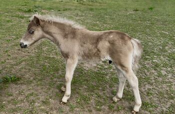 Dt.Partbred Shetlandpony/Shetty HF , Silber- Tigerschecke m.P., Nicole Prignitz , Horses For Sale, Groß Molzahn 
