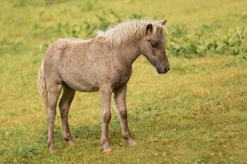 Dt.Partbred Shetlandpony/Shetty HF , Silber- Tigerschecke m.P.