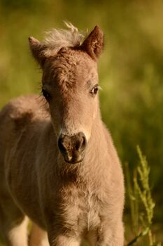 Dt.Partbred Shetlandpony/Shetty HF , Silber- Tigerschecke m.P.