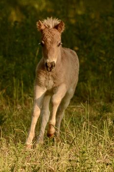 Dt.Partbred Shetlandpony/Shetty HF , Silber- Tigerschecke m.P., Nicole Prignitz , Horses For Sale, Groß Molzahn 