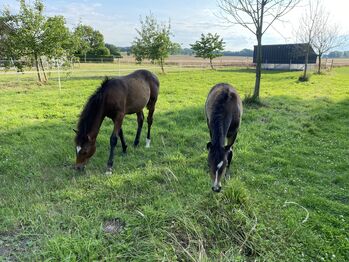 Deutsches Reitpony Hengstfohlen