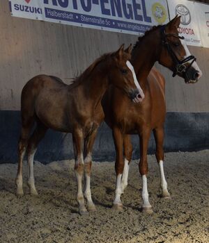 Deutsches Reitpony Hengstfohlen, Christian Blosfeld, Horses For Sale, Sangerhausen 
