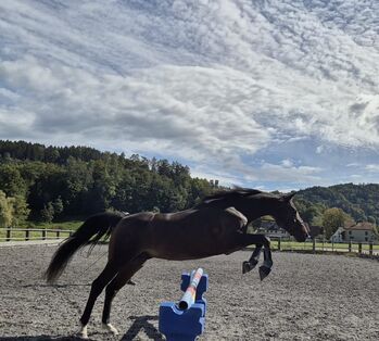 Deutsches Reitpony - Dyami Dumbledore B; Wallach, Simone, Horses For Sale, Hemishofen