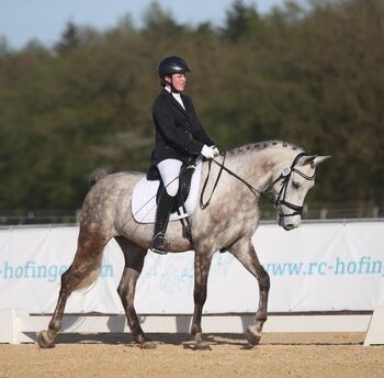 Deutsches Reitpony-Schimmelwallach-Allrounder, Eva Reinhardt, Horses For Sale, Leinburg