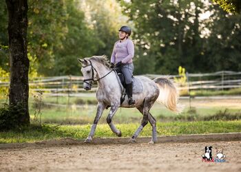 Deutsches Reitpony-Schimmelwallach-Allrounder