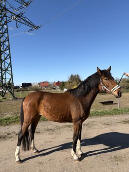 Deutsches Reitpony