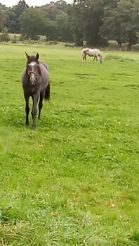 Deutsches Reitpony, Hanneliese Claus , Horses For Sale, Westerstede 