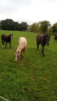 Deutsches Reitpony