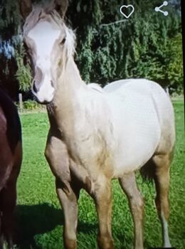 Deutsches Reitpony