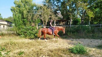 Deutsche Reitponystute, Zuchtstute, Endmaßpony, Charlotte Redzewsky, Horses For Sale, Rheinsberg Flecken Zechlin