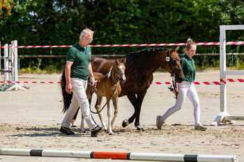 Deutsches Reitpony Stute in schöner Optik