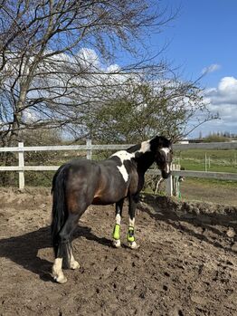 Deutsche Reitpony Scheckstute in beste Hände abzugeben!, Vivien C., Horses For Sale, Kiel