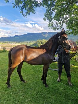 Deutsches Reitpony Top Abstammung etwas über 2 Jahre alt, Carolin Demeler-Hart, Horses For Sale, 8984 Bad Mitterndorf