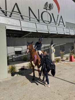 Deutsches Sportpferd
