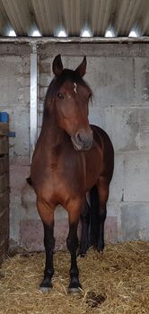 Deutscher Traber, Miriam Elhaj, Horses For Sale, Meßstetten