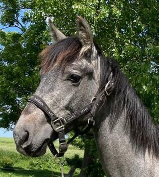 #germanbreed #youngprestallion, WOW Pferd  (WOW Pferd), Horses For Sale, Bayern - Attenkirchen