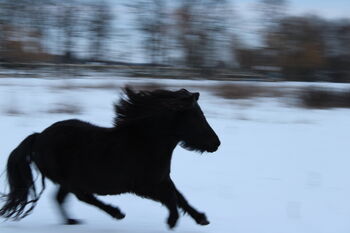 Gespann - 2 Stuten - eingefahren